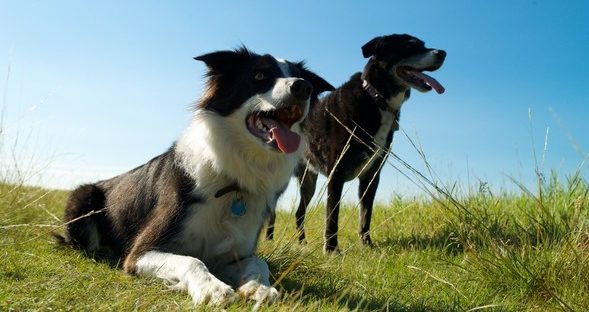 Dogs having fun